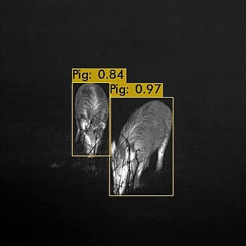 The drones will automatically detect wild boars